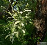 Pyrus elaeagnifolia -- ölweidenblättrige Birne